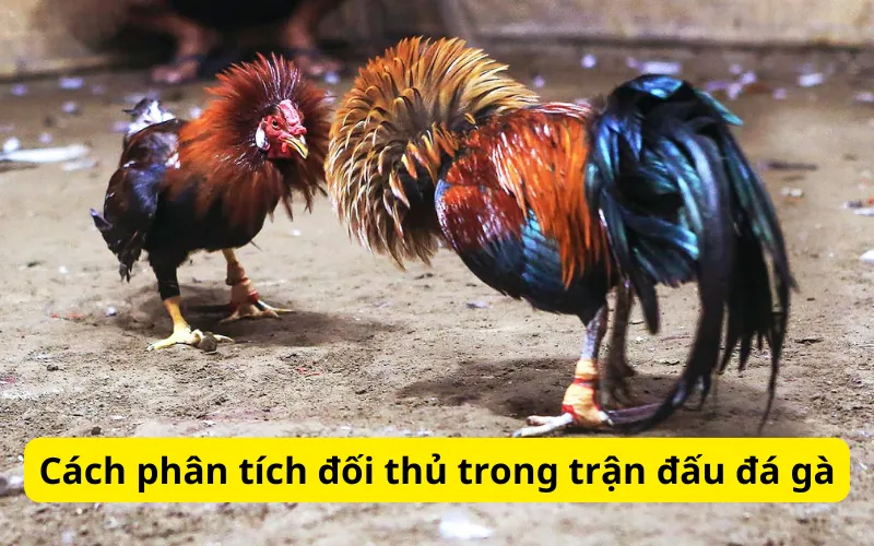 Cách phân tích đối thủ trong trận đấu đá gà