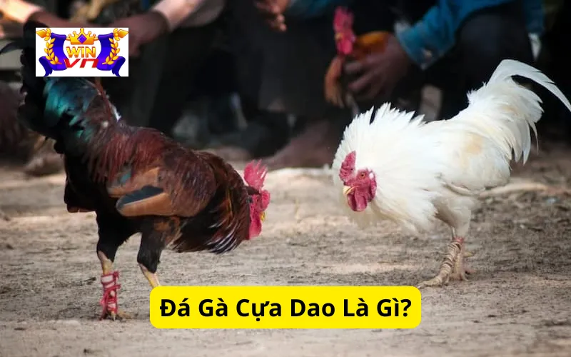 Đá Gà Cựa Dao Là Gì?