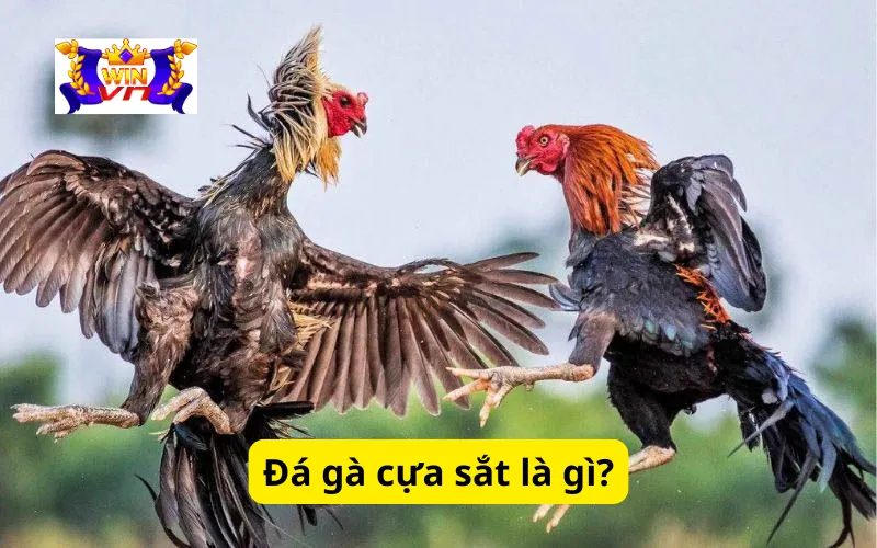 Đá gà cựa sắt là gì?