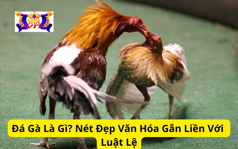 Đá Gà Là Gì? Nét Đẹp Văn Hóa Gắn Liền Với Luật Lệ