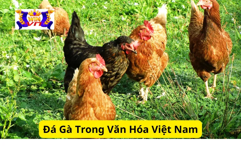 Đá Gà Trong Văn Hóa Việt Nam