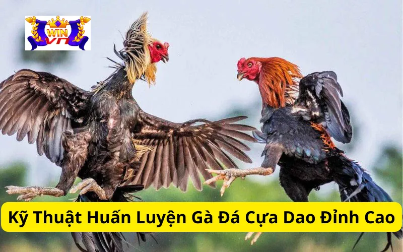 Kỹ Thuật Huấn Luyện Gà Đá Cựa Dao Đỉnh Cao