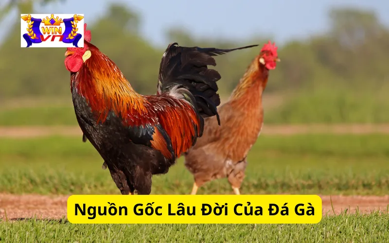 Nguồn Gốc Lâu Đời Của Đá Gà