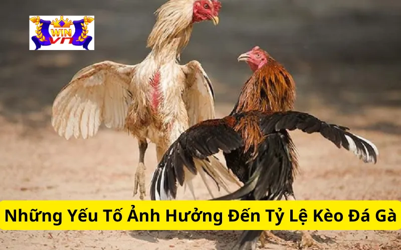 Những Yếu Tố Ảnh Hưởng Đến Tỷ Lệ Kèo Đá Gà