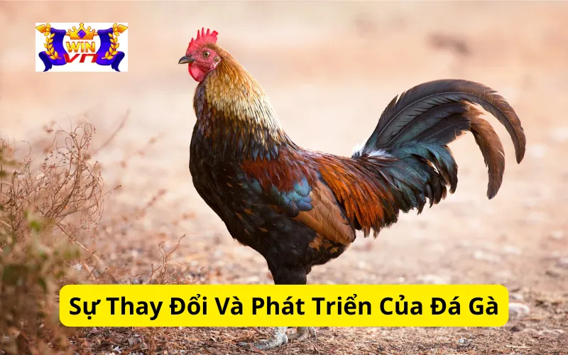 Sự Thay Đổi Và Phát Triển Của Đá Gà Qua Thời Gian