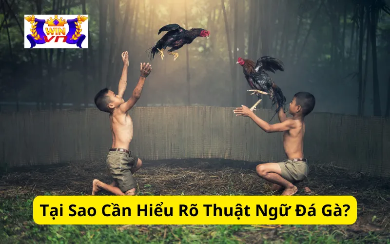 Tại Sao Cần Hiểu Rõ Thuật Ngữ Đá Gà?