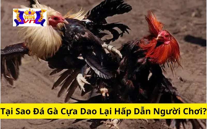 Tại Sao Đá Gà Cựa Dao Lại Hấp Dẫn Người Chơi?