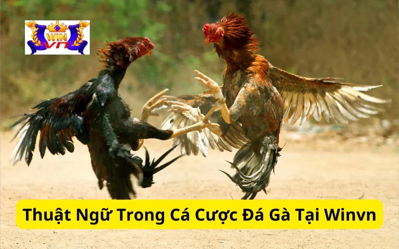 Thuật Ngữ Trong Cá Cược Đá Gà Tại Winvn