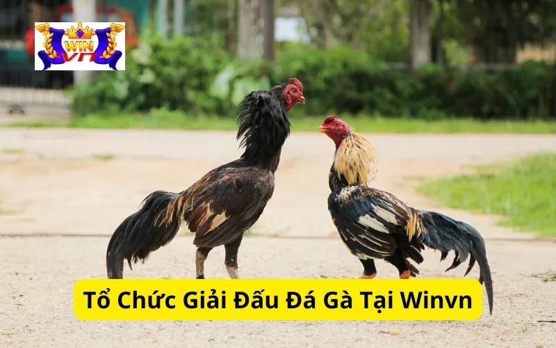 Tổ Chức Giải Đấu Đá Gà Tại Winvn