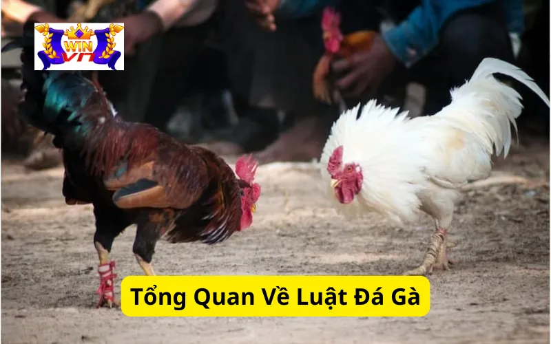 Tổng Quan Về Luật Đá Gà