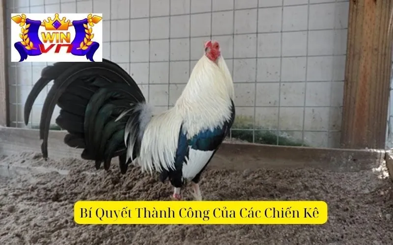 Bí quyết thành công của các chiến kê