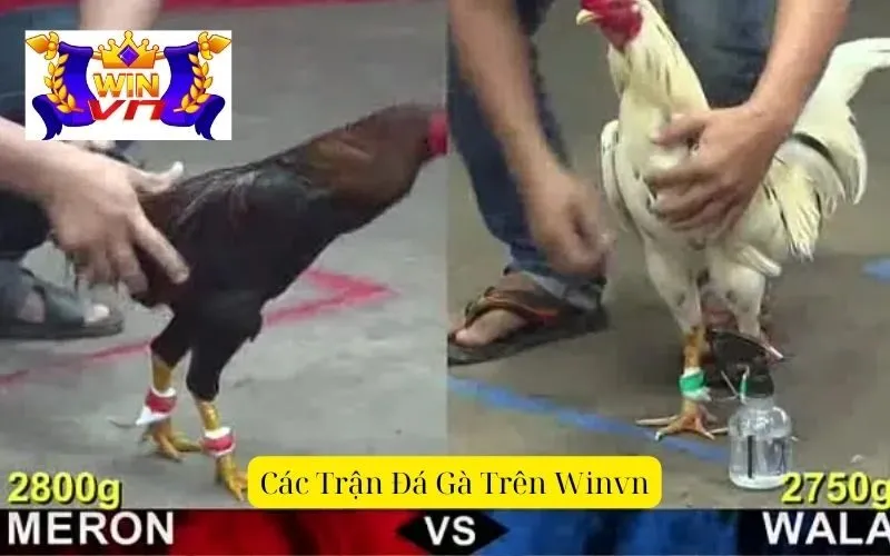 Các trận đá gà trên winvn