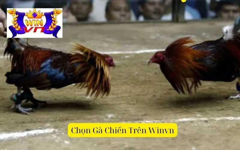 Chọn gà chiến trên winvn